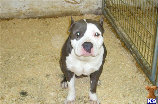 Dogs for Sale